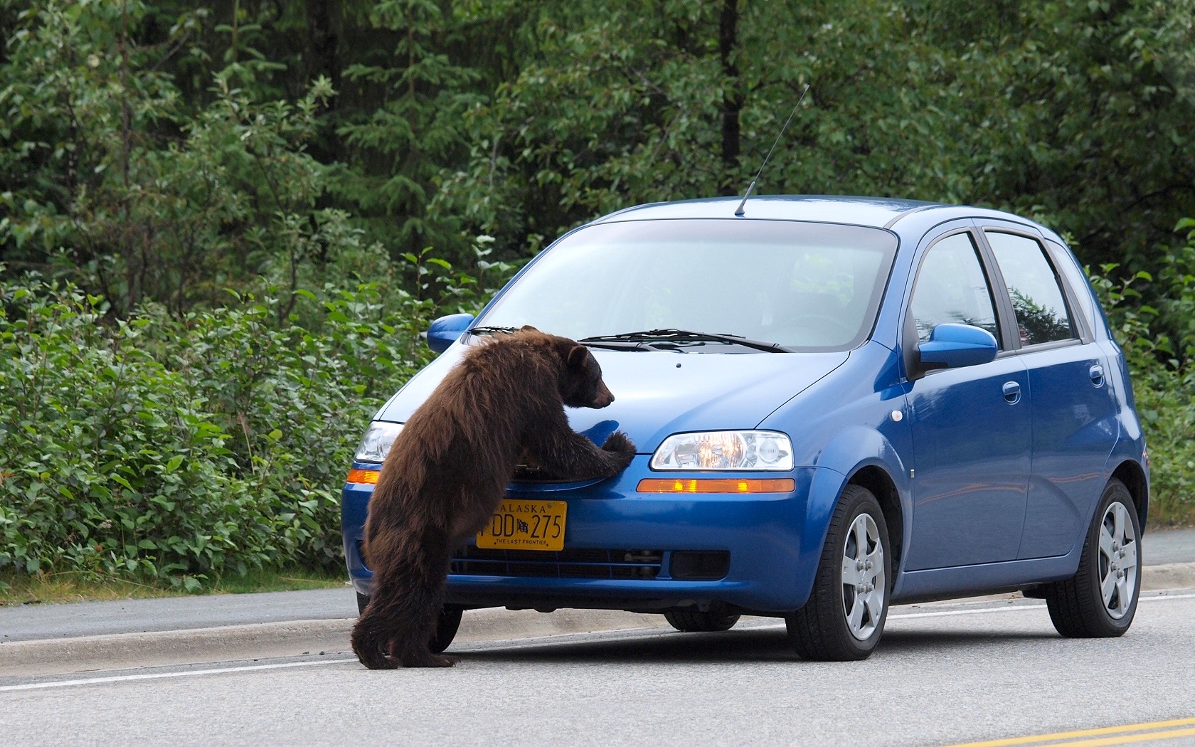 Traffic Bear